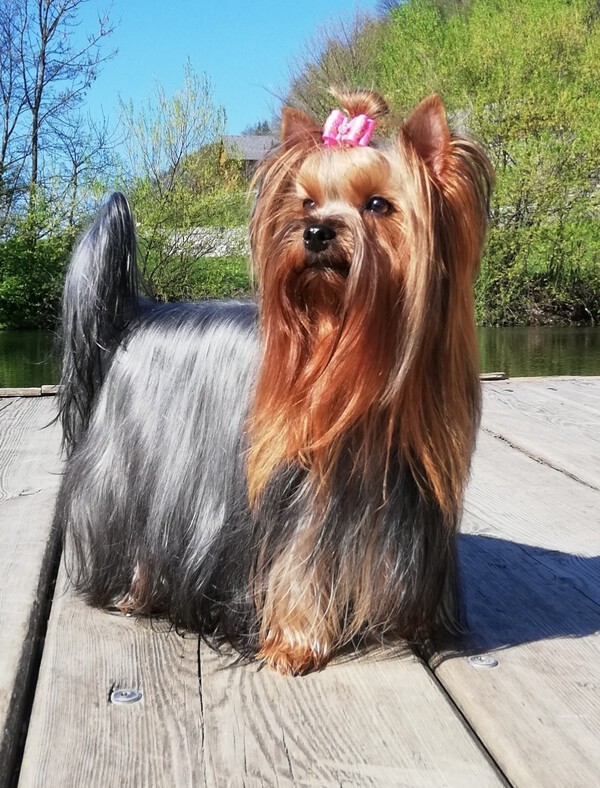 Kako pravilno skopamo psa pasme Yorkshirski terier?