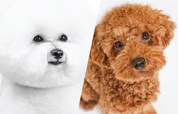 hrana za belo in rdeco dlako